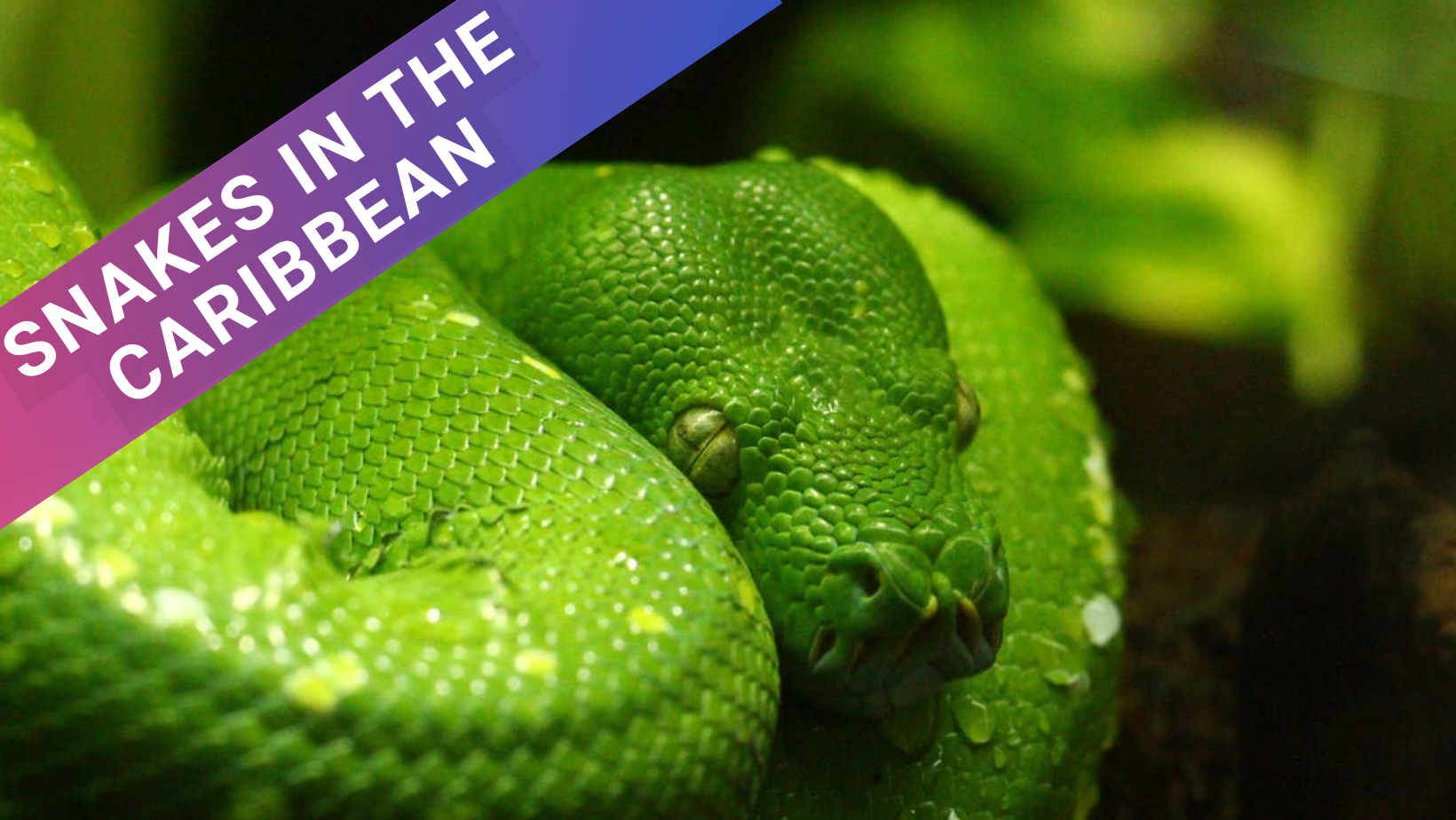 Caribbean Snakes 10 Species You Might Encounter On Vacation   Snakes Caribbean Reptiles Vacation 